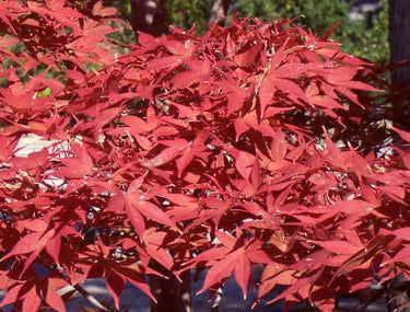 Acer palmatum 'Shojo nomura' - mapleridgenursery